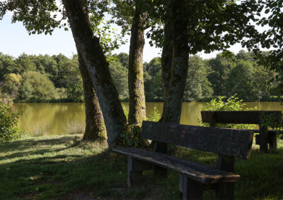 Sitzbank unter Bäumen mit Weiher im Hintergrund