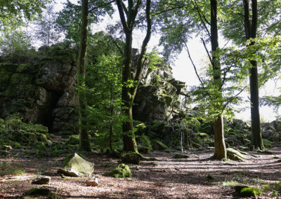 Buchenwald mit Felsen
