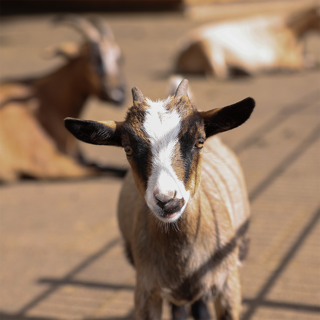 Nahaufnahme einer neugierigen Ziege im Wildpark Bad Marienberg im Westerwald